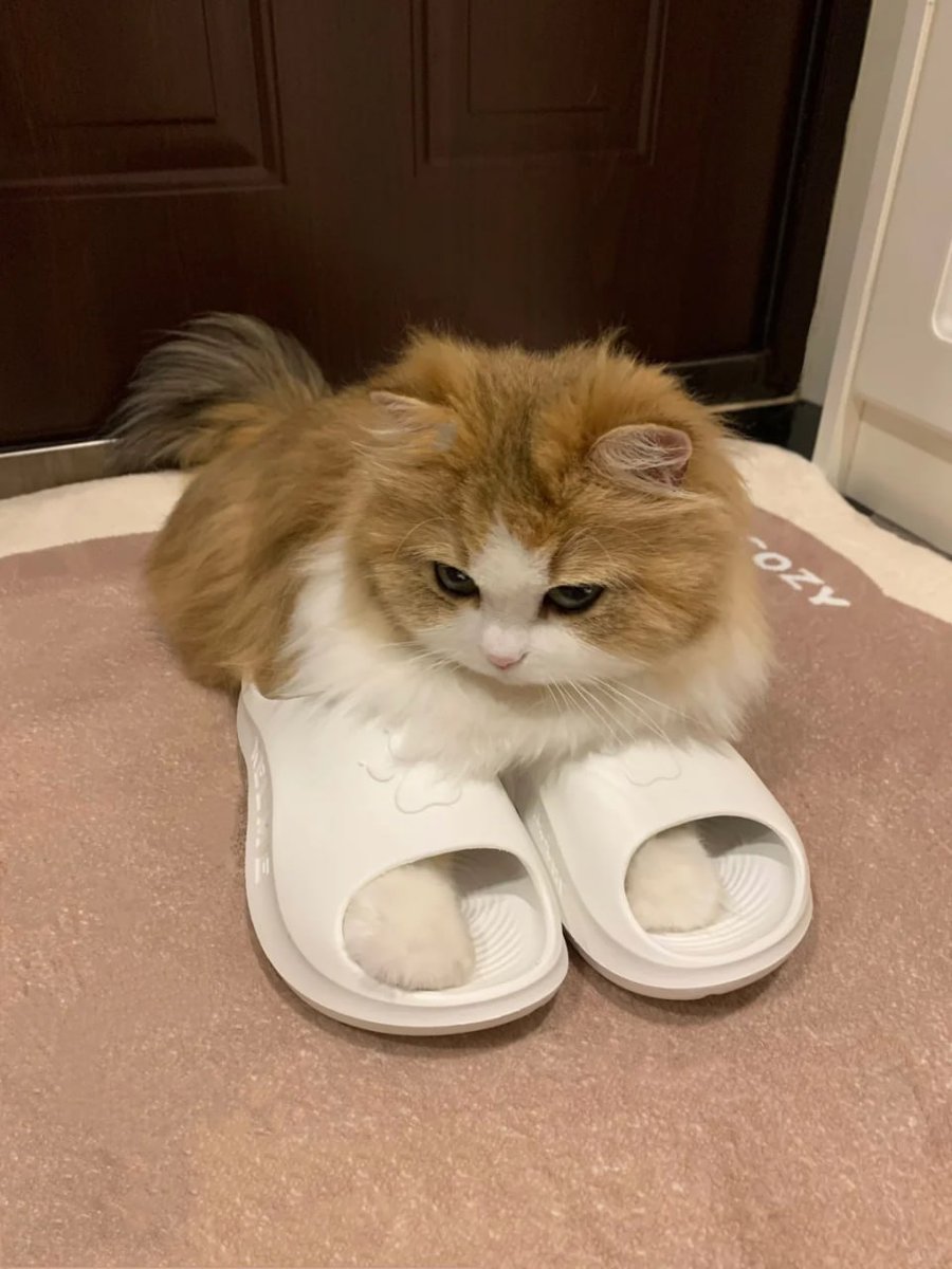 Maria carina (@marcellokell7) on Twitter photo 