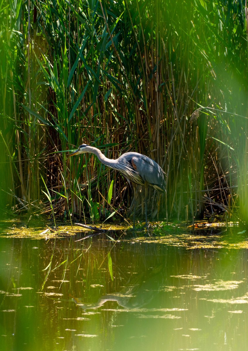 waterdocsff's tweet image. Huge thanks to everyone who joined us at Evergreen Brick Works last weekend! 💙

From Watershed Walks to hands-on activities and our Plastic Free July pledge, you helped make it a day full of learning and action. 

Enjoy these pics, and we'll see you at the next one!