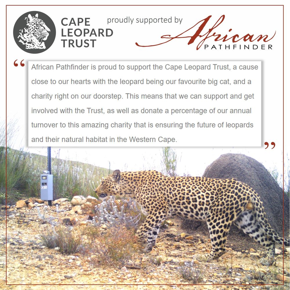 Cape Leopard Trust (CLT) (@capeleopardtrst) on Twitter photo The <a href="/CapeLeopardTrst/">Cape Leopard Trust (CLT)</a> is fortunate to have support from many amazing companies, organisations &individuals. Today a special thanks goes to <a href="/AfricanPathfind/">African Pathfinder</a> for their support of our cause &valued donation made to the CLT.
#ThankyouThursday #SponsorSpotlight #AfricanPathfinder The <a href="/CapeLeopardTrst/">Cape Leopard Trust (CLT)</a> is fortunate to have support from many amazing companies, organisations &individuals. Today a special thanks goes to <a href="/AfricanPathfind/">African Pathfinder</a> for their support of our cause &valued donation made to the CLT.
#ThankyouThursday #SponsorSpotlight #AfricanPathfinder