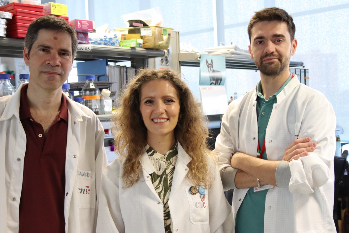 💡 Researchers at <a href="/CNIC_CARDIO/">CNIC</a> discover a metabolite of the gut #microbiota that could revolutionize the diagnosis and treatment of #atherosclerosis. 🫀

🔝 Why is it important? Detecting this marker in blood is simpler and more accessible than advanced imaging tests, which are