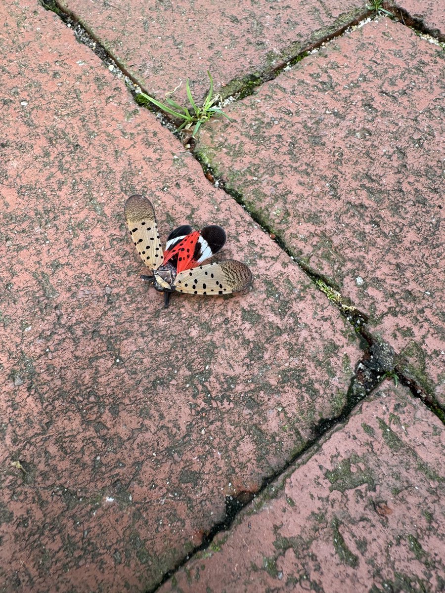 CaroleLewisDC's tweet image. Lantern Fly located at 35th and O streets, NW DC. If you spot one kill it and report to agricultural services ⁦@USDA⁩
