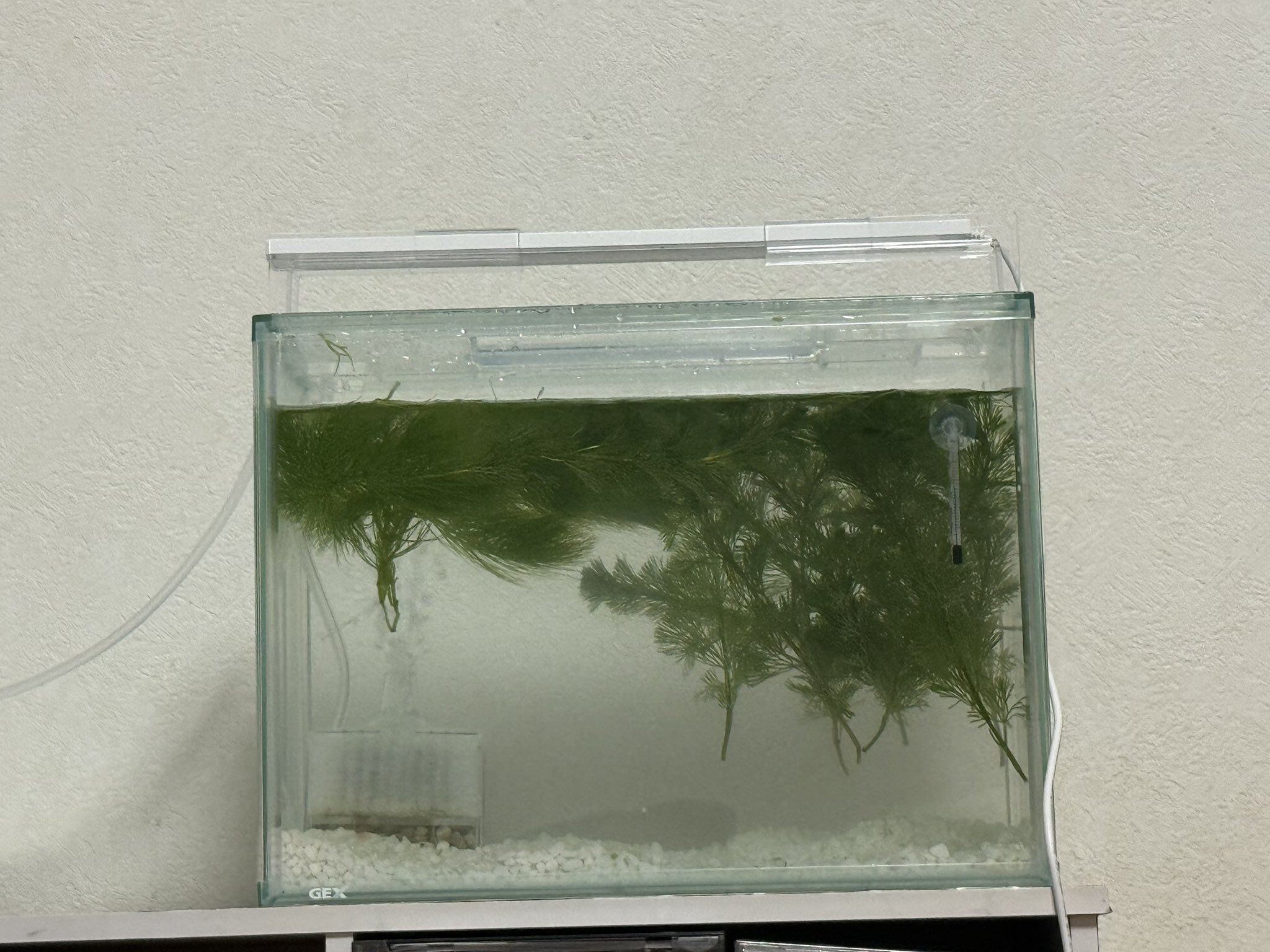 ♡ページ Dita 水草と金魚あそび 石垣市 ベランダから夕日 on X: 