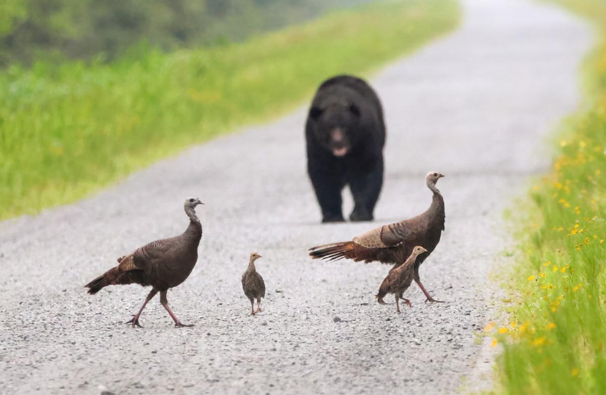wnct9's tweet photo. #ANIMALWATCH 🐻 🦃 Wild turkeys and a bear were spotted together at the Alligator River National Wildlife Refuge.
Read more: https://t.co/bc9uWTTyqK https://t.co/gVETPqh84D