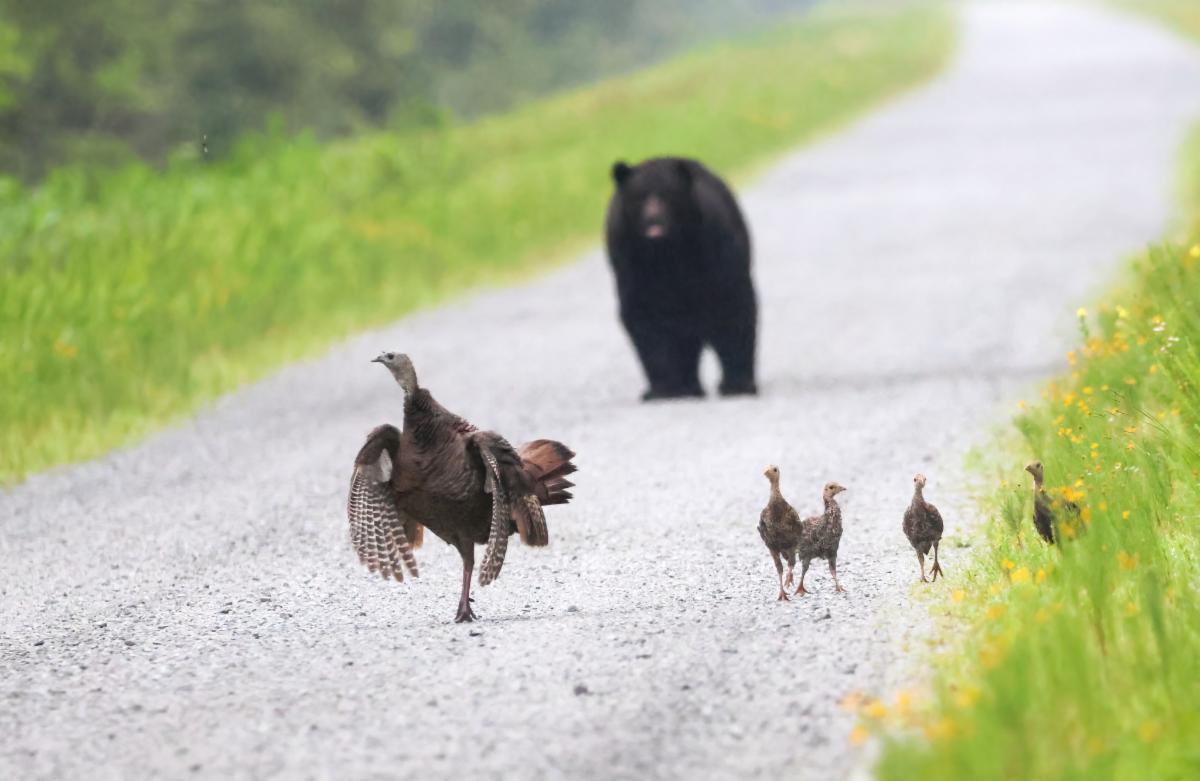 wnct9's tweet photo. #ANIMALWATCH 🐻 🦃 Wild turkeys and a bear were spotted together at the Alligator River National Wildlife Refuge.
Read more: https://t.co/bc9uWTTyqK https://t.co/gVETPqh84D