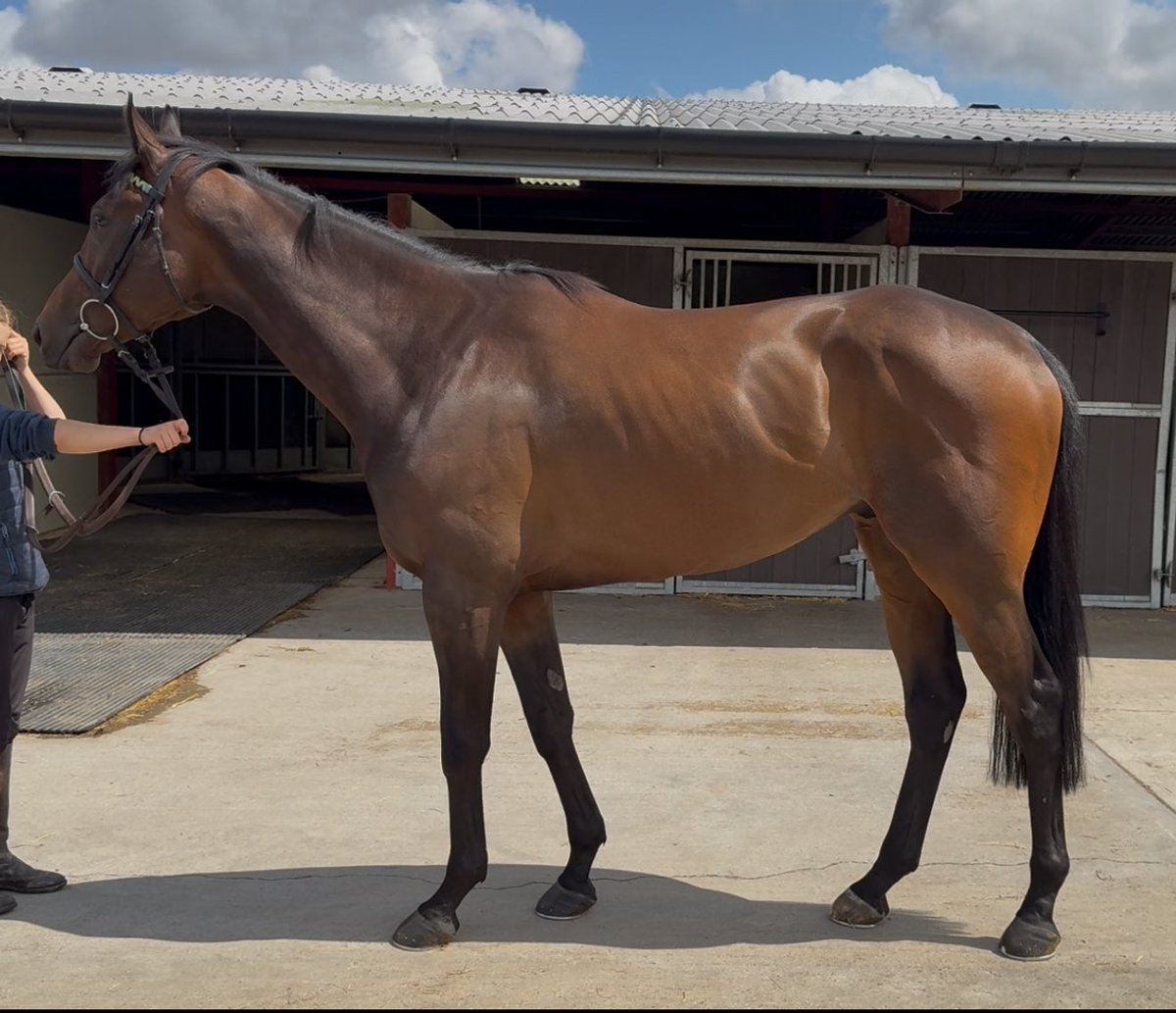 We are offering two lovely horses at <a href="/GoffsUK/">Goffs UK</a> Summer Sale

Lot 7- Destination Unknown (We’ll Go Walking X Magna Grecia)

Lot 8- Ribba Hill (Anklet X Ribchester)