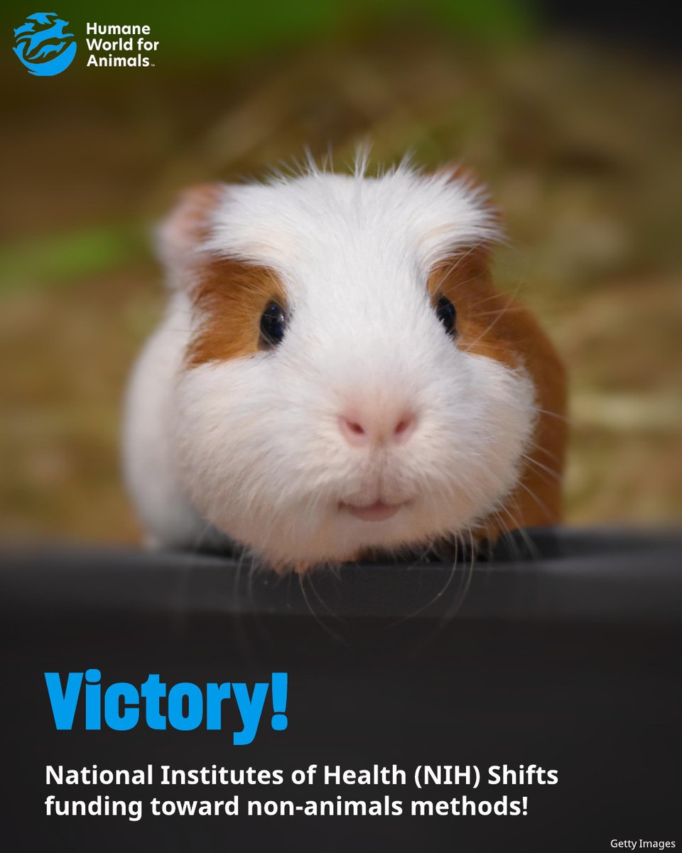 humaneworldorg's tweet image. The National Institutes of Health has announced that it will no longer fund new grant proposals that rely solely on animal experiments—a shift we've advocated for decades! 👏
This will save the lives of countless animals while also prioritizing human health!