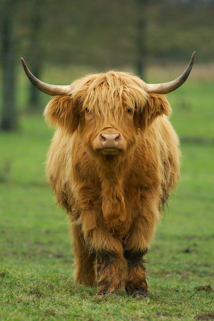 🐮🐮🐮