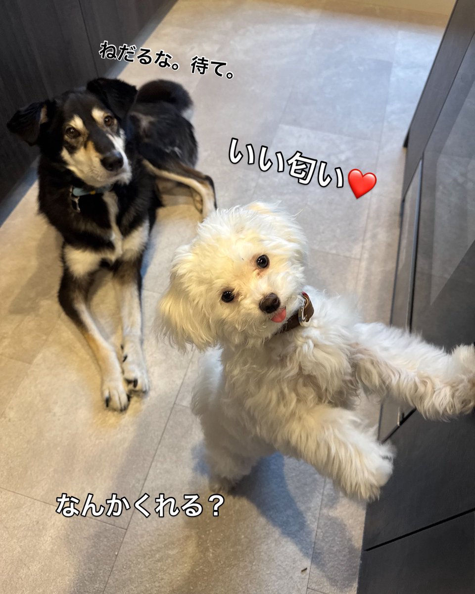 こむぎの訴えをジリジリと見守るそら。