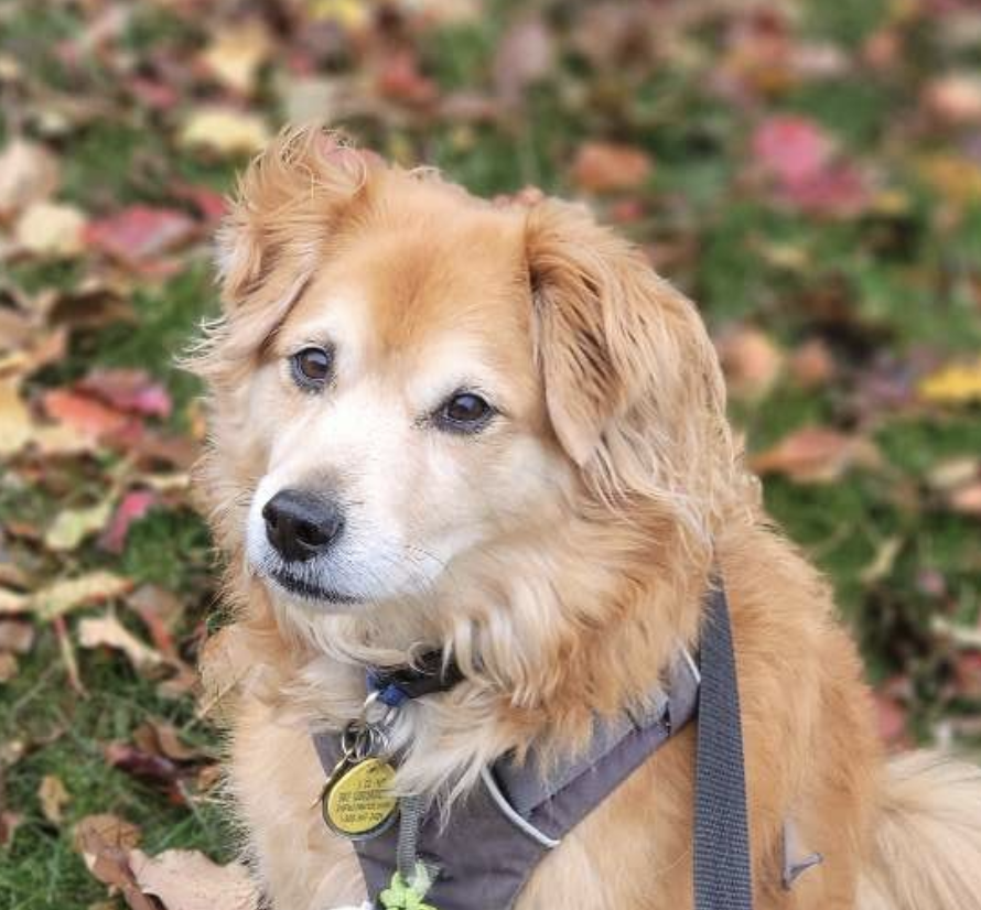 My sweet dog Lady is asking all North Carolinians to call Thom Tillis' offices and tell him to vote no on the Recissions package the senate is considering now. Billions will be cut from foreign aid and pbs/npr. nciif.com/nc-delegation/ Amplify? <a href="/NC_PPC/">North Carolina Poor People's Campaign</a> <a href="/JudgeBobOrr/">Judge Bob Orr</a>