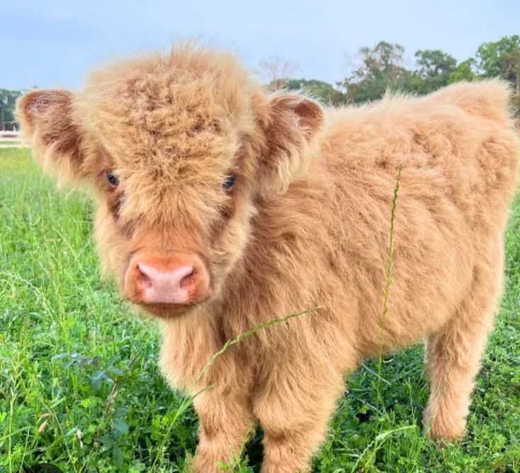 Adorable cow😘