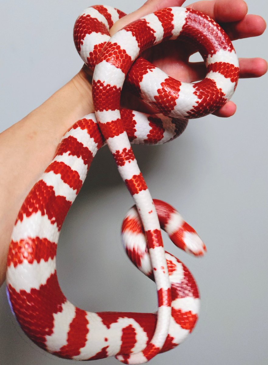 wanted_to_pet's tweet image. 今夜のメンテはフラン🐍
飼い主嫌いの舞💨
#ホンジュランミルクスネーク
タンジェリンアルビノ