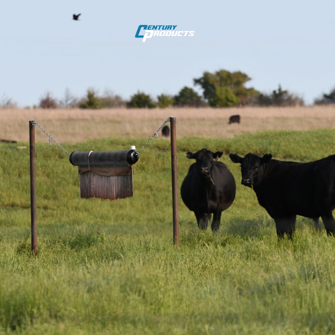 centuryprodusa's tweet image. Flies and lice are more than a nuisance, they’re a threat to herd health and performance. Century Products cattle oilers offer a practical, low maintenance solution for season-long parasite control.

#CenturyProducts #AgSolutions #FarmEquipment #CattleOilers