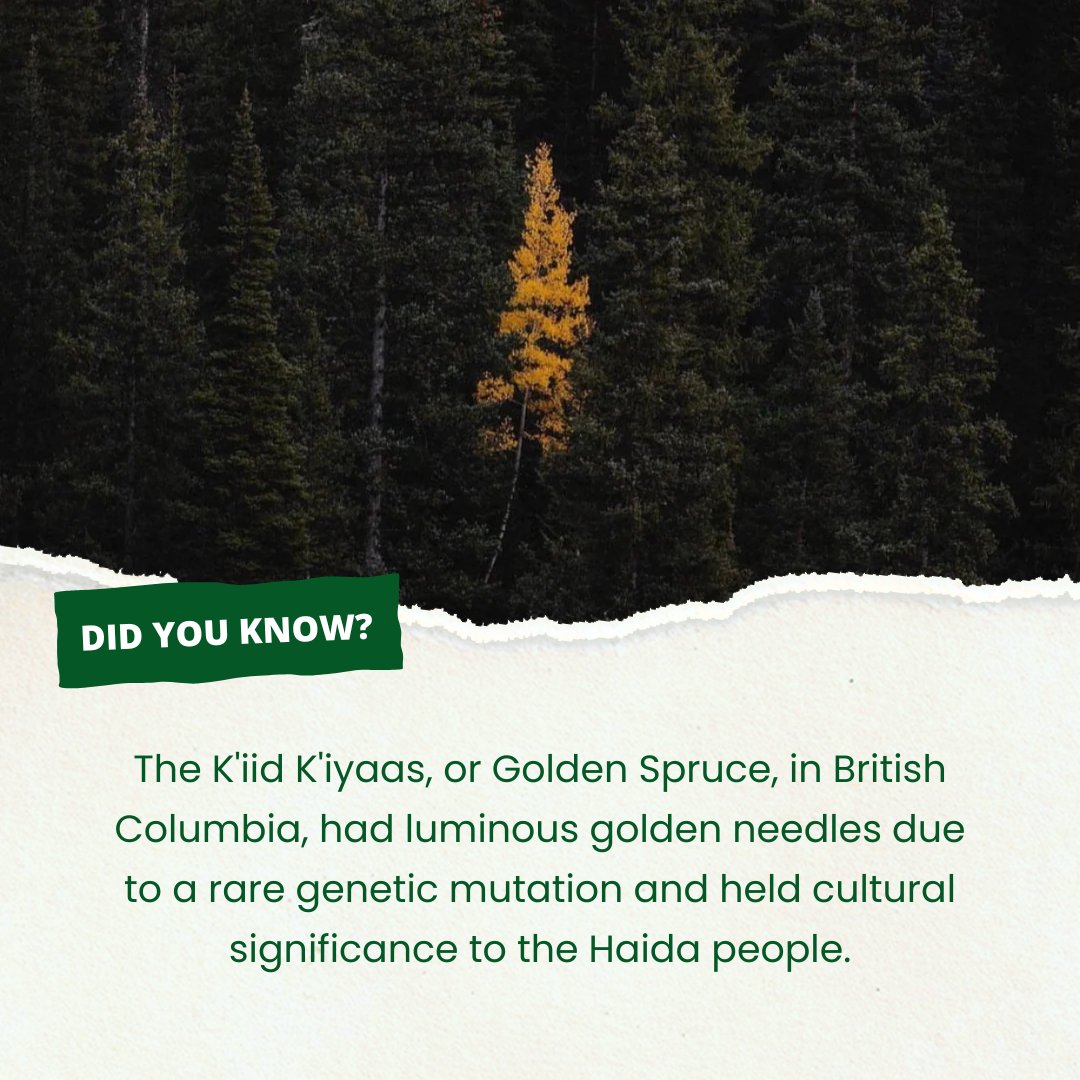acorn_arbor's tweet image. The Golden Spruce wasn’t just a rare beauty—it was a sacred symbol. 🌲✨
Honored by the Haida people, this tree stood out with its glowing golden needles, a natural wonder rooted in deep cultural meaning.
#GoldenSpruce #TreeStories #CulturalHeritage #NatureWonder