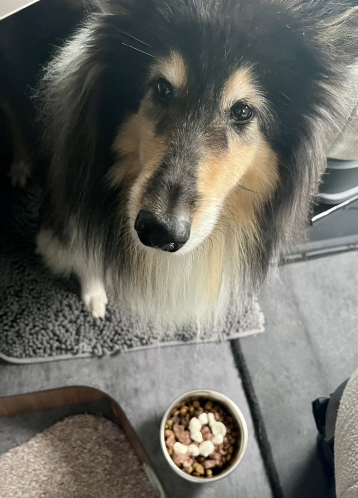 SamRow 🐶🐈‍⬛🐾 (@samrow101) on Twitter photo 