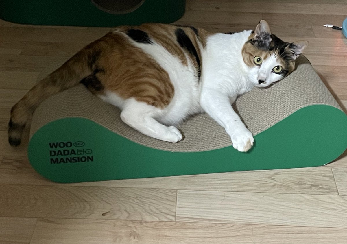 왜요? 제가 스크래쳐 좋아하는 고양이처럼 보이세요?