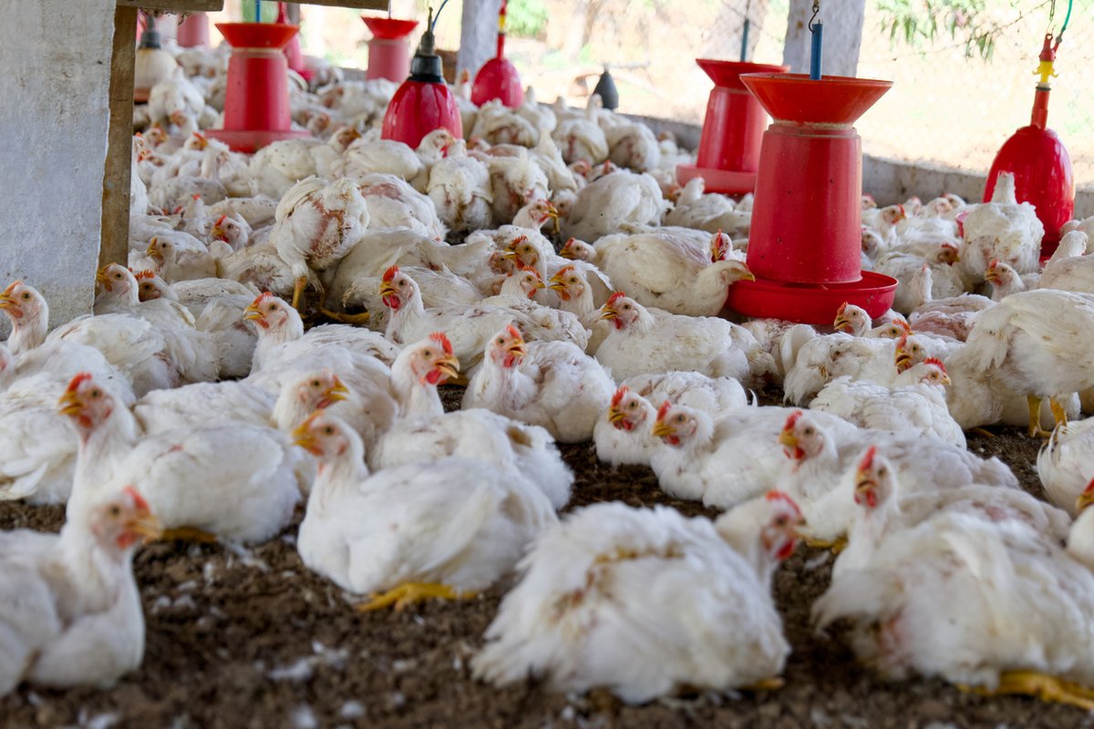 EWatsonWrites's tweet image. Indiana-based animal #microbiome specialist BiomEdit has raised an $18.4m Series B round and is gearing up to launch its first product, an engineered #probiotic to tackle necrotic enteritis in broiler chickens.
agfundernews.com/biomedit-raise…
