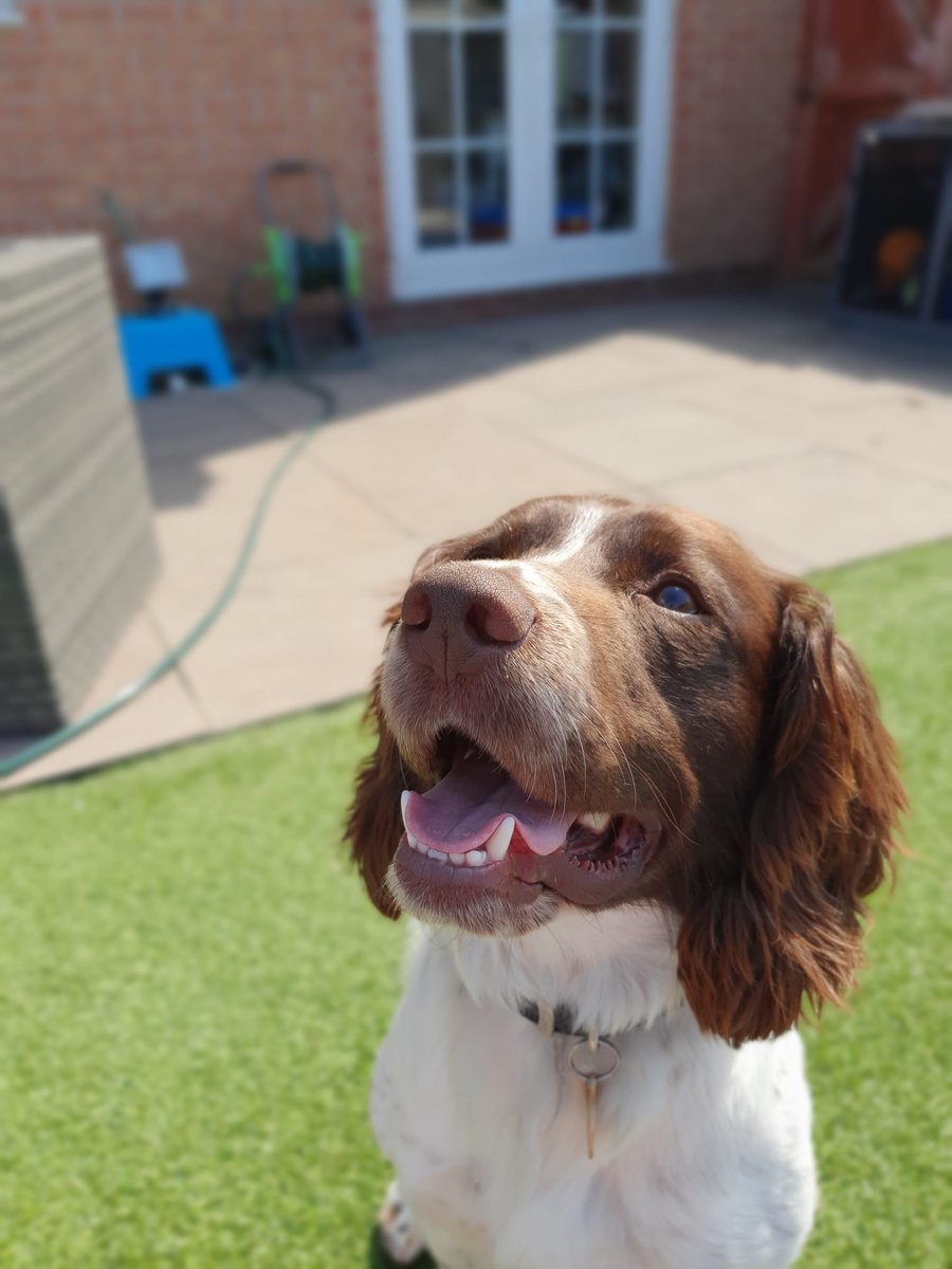 MerPolDogs's tweet image. Yesterday PD Reggie assisted patrols following the chase of a suspicious male. Once detained Reggie carried out a route search before locating a quantity of suspected Class A drugs 👏 #PWITS #cleverboy