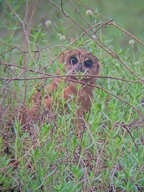 A great find this morning by John Jarju while surveying breeding Spur-winged Lapwing. This is only the second record of Marsh Owl, Asio capensis, for Kartong Bird Observatory. The previous record was in July 2011.