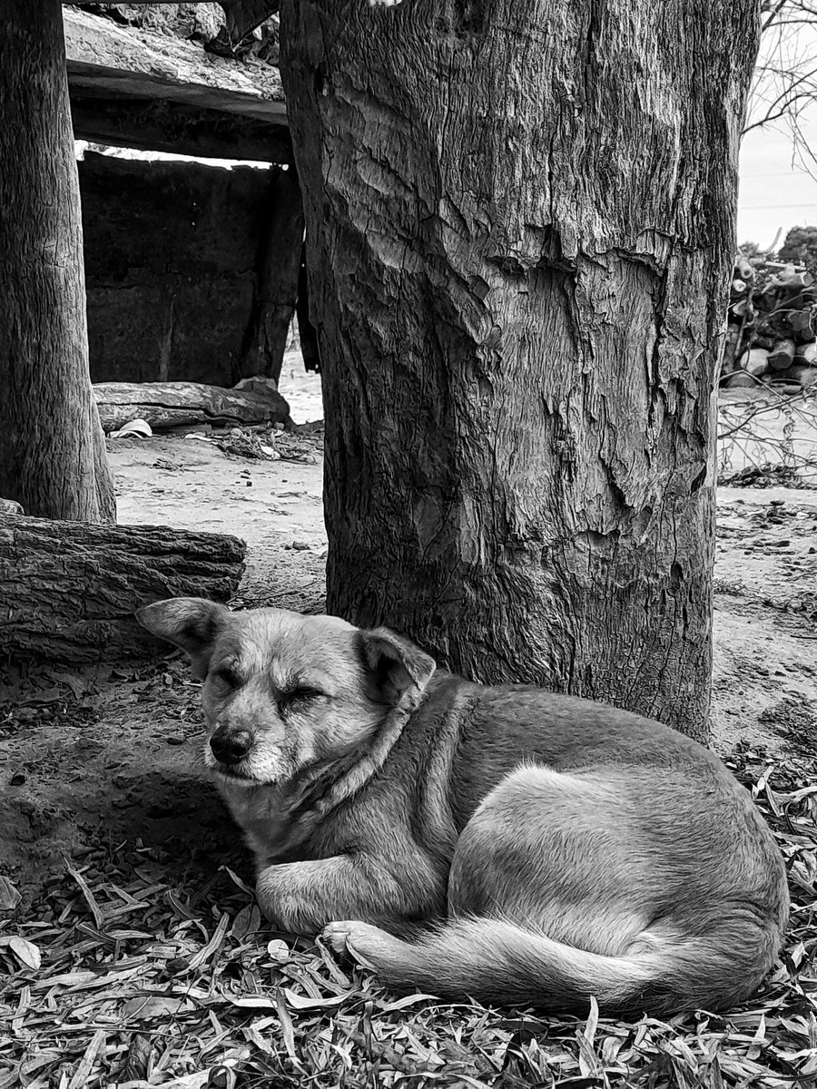 NahueColl's tweet photo. #A012

#fotografíacallejera

#byn https://t.co/pP8P391FMx