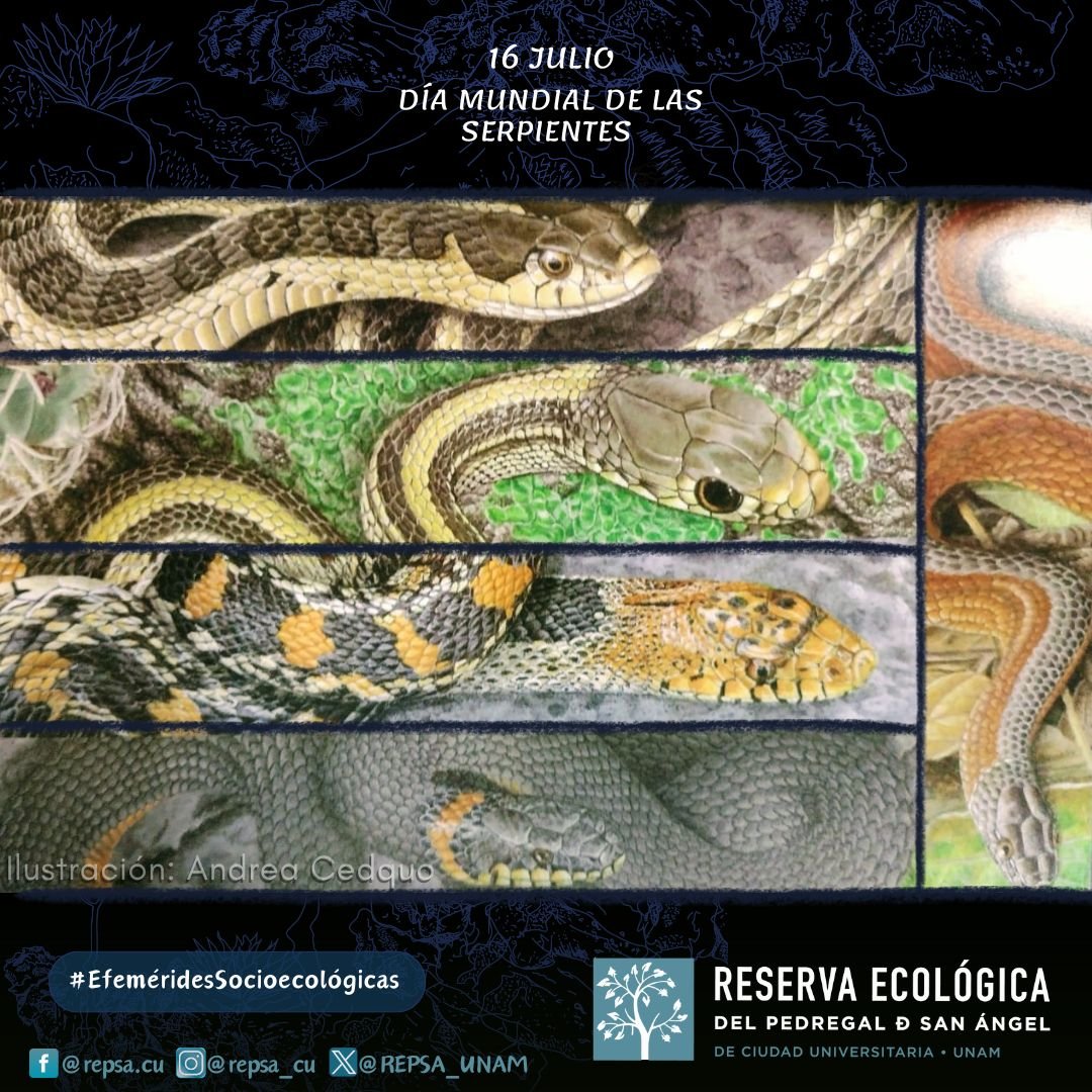 #EfeméridesSocioecológicas
16 julio 
#DíaMundialDeLaSerpiente 🐍

Si te encuentras con una 🐍 en #CU, respétala, mantén la calma, toma distancia a 1.5 m.
Y en caso de que esté dentro de una instalación, comunícate a  
Reacción PUMA 55-5622-6464
✨🌋🐍✨
para su manejo adecuado