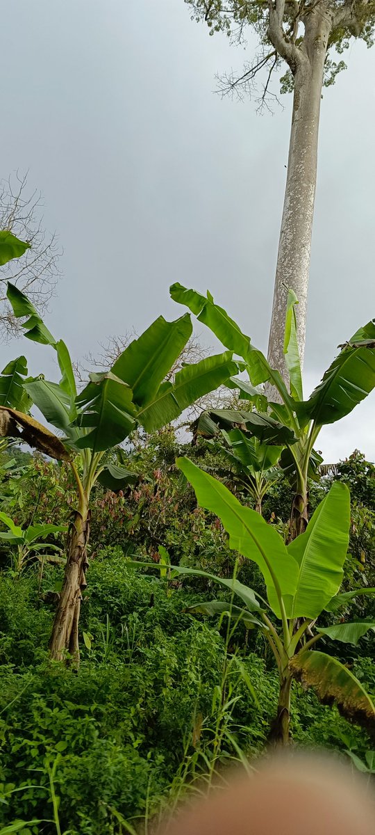 AbiluTangwa's tweet image. "Human greed should never outweigh the value of our natural resources. We must stop ecocide and prioritize sustainable practices! #ProtectTheEarth #NoMoreExploitation #EcocideAwareness"