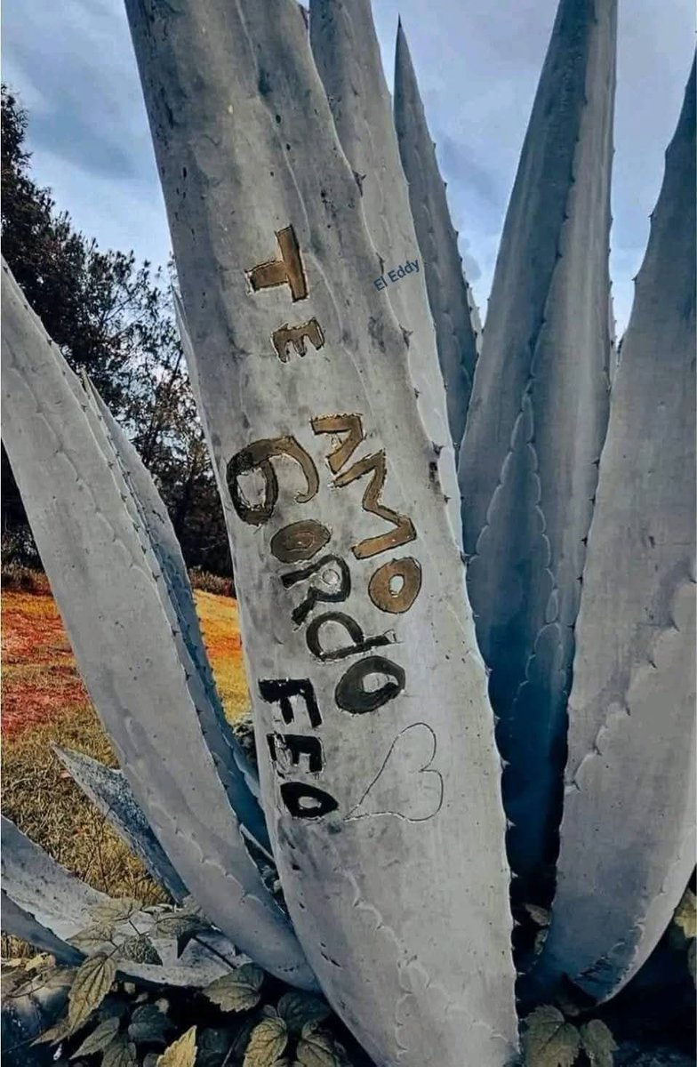 jessicajaimeshe's tweet image. #RePoderoso