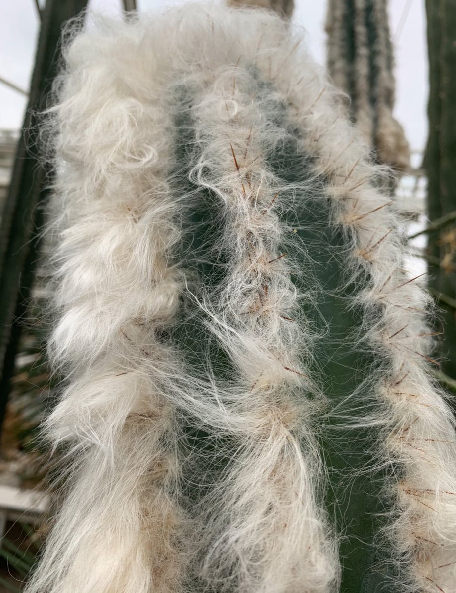 Pilosocereus leucocephalus
