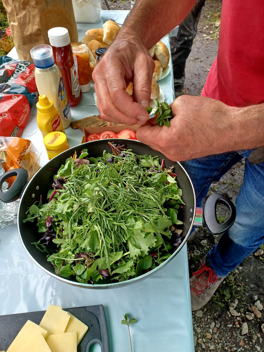 EadhaAspen's tweet photo. Salad supplemented by some foraged native plants from the nursery. Washed down with some dandelion and gooseberry vodkas! https://t.co/B42PCE0jVA