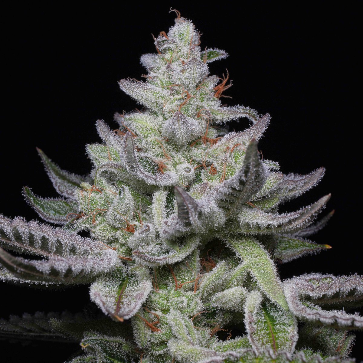 Big restock coming this Friday!

North Atlantic Seed Company
Deeply Rooted Seed Bank
Pack Banditz Seed Bank 
Multiverse Beans 
Mandala Seeds 
Skunk Seed Savers Club
Darkstar Genetics Seed bank
Neptune Seed Bank
Seeds Locker

Direct links available on our website under the Seed