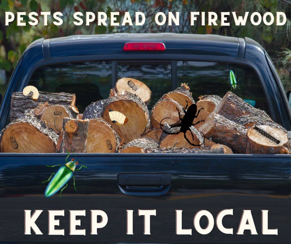 StateForesters's tweet image. Invasive and destructive pests may be lurking in your firewood! 🐛 This outdoor season, help prevent the spread and keep forests healthy by burning firewood where you buy it.
Learn more at DontMoveFirewood.org.