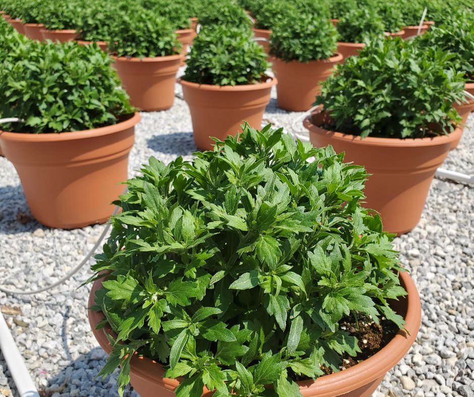 Our mums have really taken off over the past couple of weeks!

With all this growth, they’re looking better each day and will be ready to go right around the beginning of September!

#thebloomingardener #fallmums #localgreenhouse #timetogrow #mums #yqgbusiness #wegrowourown #YQG