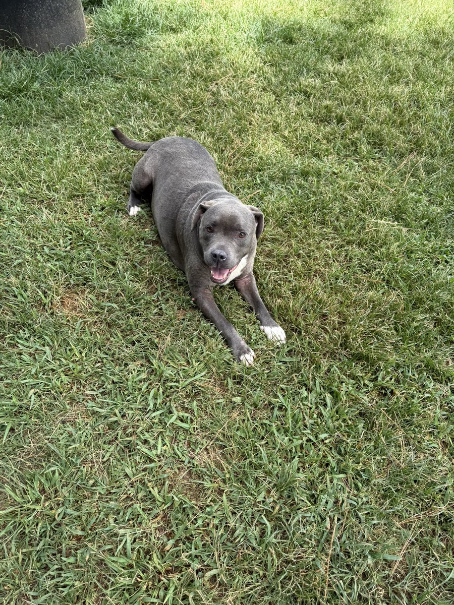 davidclowery's tweet image. Two beautiful dogs, younger intact female, older male pitbull. Both sweet. Abandoned at the Loves exit 9 off I-20 in western Georgia. Any locals any help? Notified animal control. I fed and watered them. Not sure what else to do.