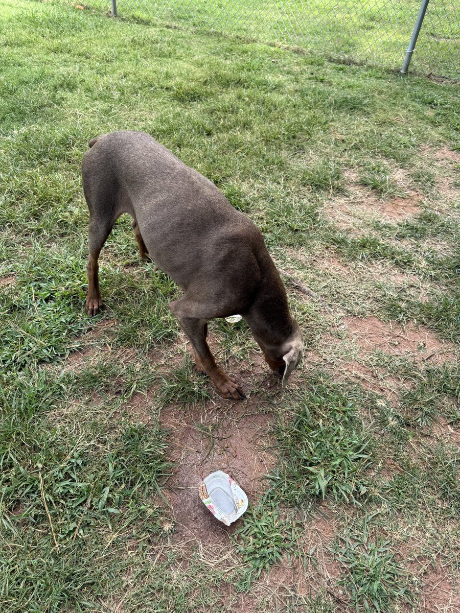 davidclowery's tweet image. Two beautiful dogs, younger intact female, older male pitbull. Both sweet. Abandoned at the Loves exit 9 off I-20 in western Georgia. Any locals any help? Notified animal control. I fed and watered them. Not sure what else to do.