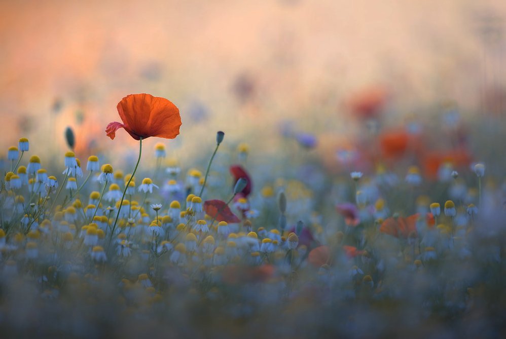 Mitten im Schweren sollen wir unsere 
Freuden haben, unser Glück, unsere Träume;
da, vor der Tiefe dieses Hintergrunds, 
heben sie sich ab, da sehen wir erst,
wie schön sie sind. 

- Rainer Maria Rilke -