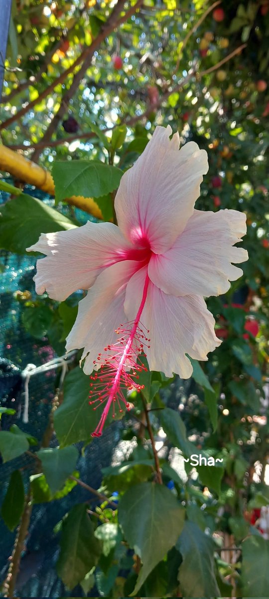 sha_m292411's tweet image. ❤APPRECIATION NOTE❤
The heart is a garden that always has room for flowers of kindness and friendship to bloom💕
🇲🇾❤️~Love is just a word until someone comes by and gives it meaning~ even the smallest things take up the most room in your heart💕
THANK YOU ALWAYS~OFFLINE🌹