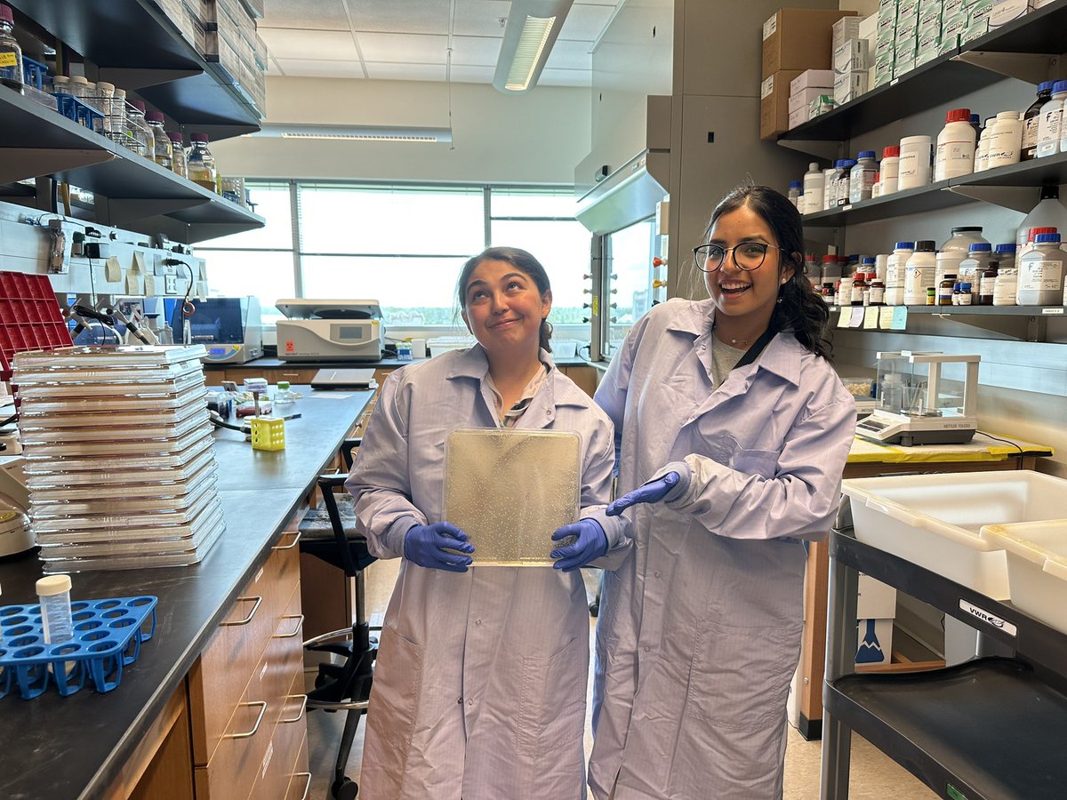 Surface display library day at <a href="/UCF/">UCF</a>  We are excited to clone our peptide library into colistin resistant Kleb <a href="/KlebClub/">Klebsiella Club</a> 😊 Pictured here is Christina DeBarro and Gaby Echeverria getting ready to collect colonies!