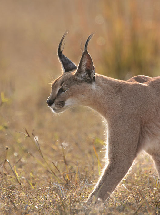 GobindsagarBha1's tweet image. Caracal
Also called #Siyagosh , it is one of the most elusive #cat in the wilderness of western part of India. This image was taken in Rajbag area of #Ranthambhore in 2009