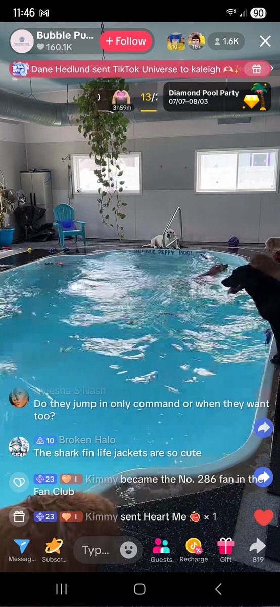 Watching dogs in a pool