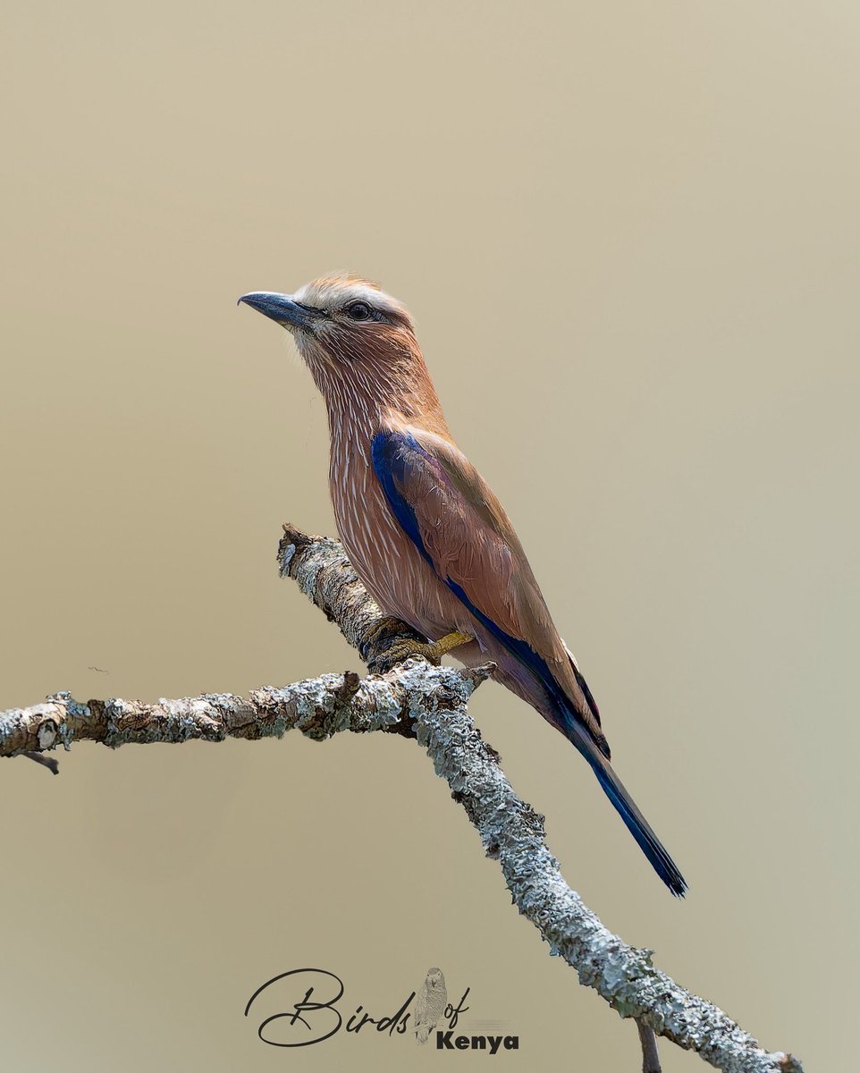Waimaimba's tweet image. Purple Roller 📸🇰🇪#BirdsSeeninkenya #BirdsSeenIn2025