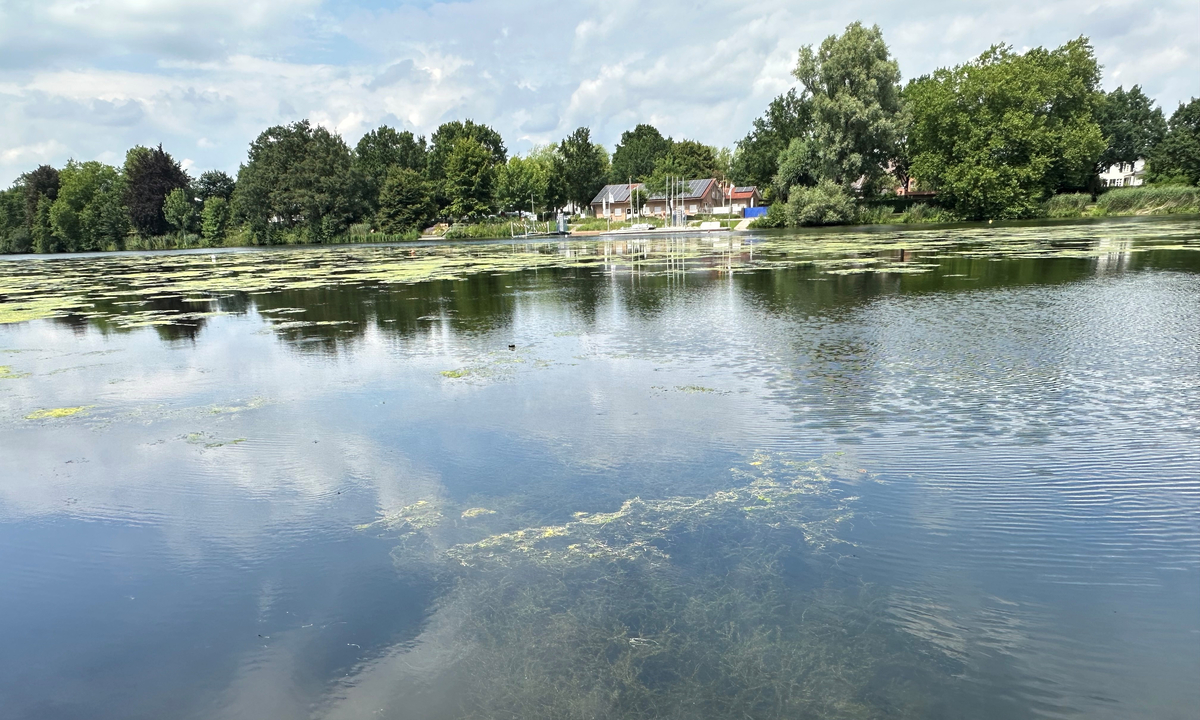 Wird der Warendorfer Emssee bald stinken?: Im Emssee wächst die Wasserpest erneut bedrohlich und beeinträchtigt längst Aktivitäten. Obwohl  Geld da ist, ist der Mähboot-Einsatz fraglich. dlvr.it/TLy1NB