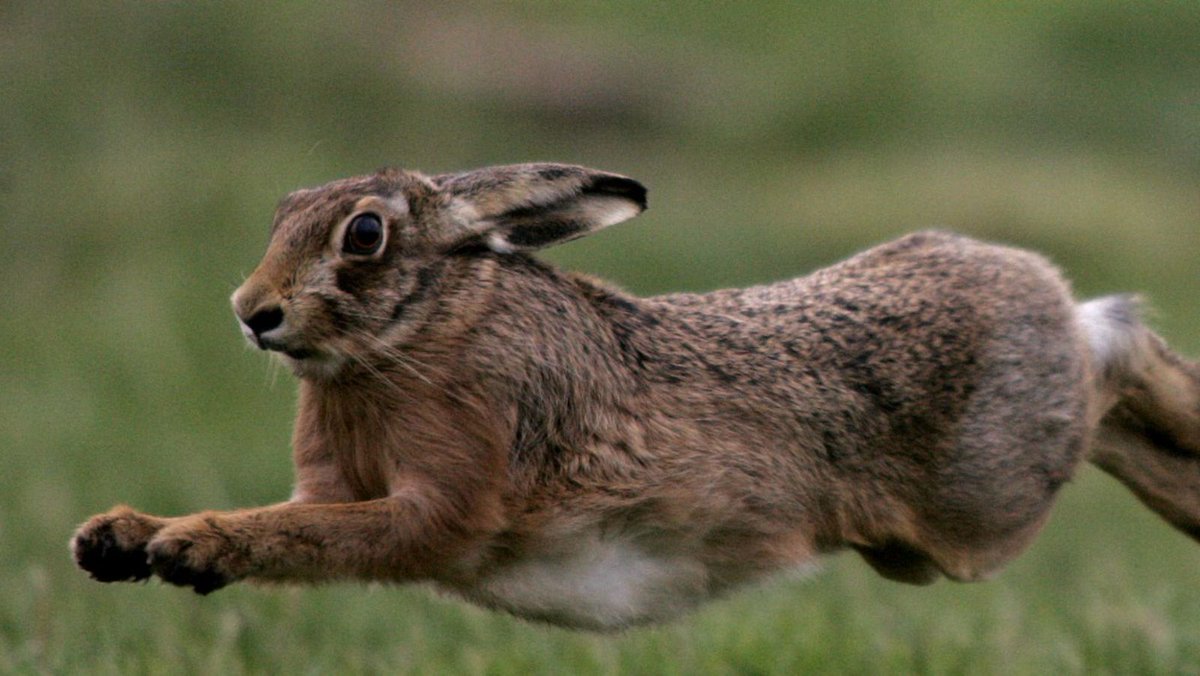 KentPoliceRural's tweet image. Busy week for the team so far, on Monday we worked alongside CID and arrested 3 males in #Canterbury for rogue trading offences committed against vulnerable residents across Kent.
On Tuesday we attended a number of calls to hare coursing across rural #Ashford #OpGalileo
RH
