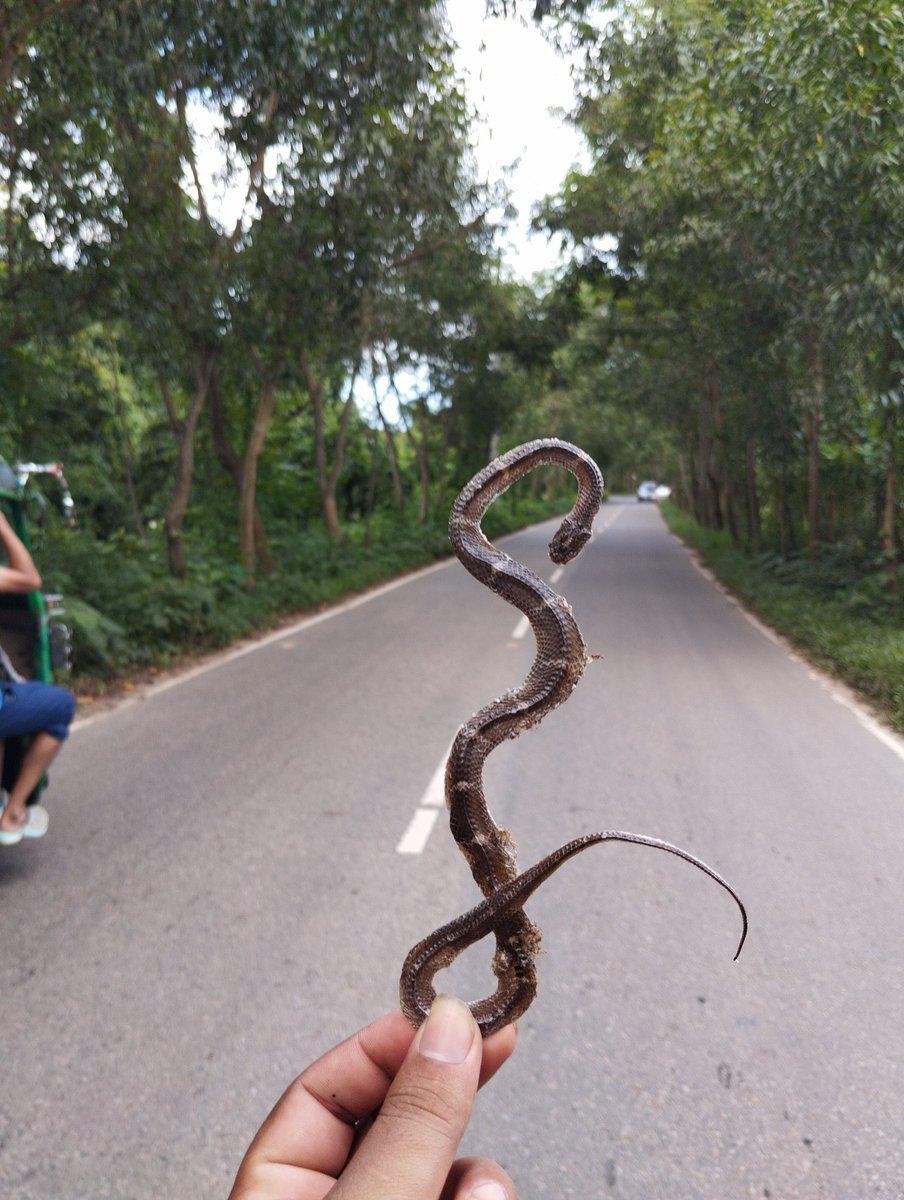 Sajib Biswas (@sajibherptiles) on Twitter photo "World Snake Day 2025"
Roads and vehicular traffic pose significant threats to wildlife, particularly to reptiles and amphibians two of the most affected vertebrate groups globally.
SnakeID: Zaw's Wolf Snake (Lycodon zawi)
#WorldSnakeDay2025 #snake #savethesnakes #Bangladesh "World Snake Day 2025"
Roads and vehicular traffic pose significant threats to wildlife, particularly to reptiles and amphibians two of the most affected vertebrate groups globally.
SnakeID: Zaw's Wolf Snake (Lycodon zawi)
#WorldSnakeDay2025 #snake #savethesnakes #Bangladesh