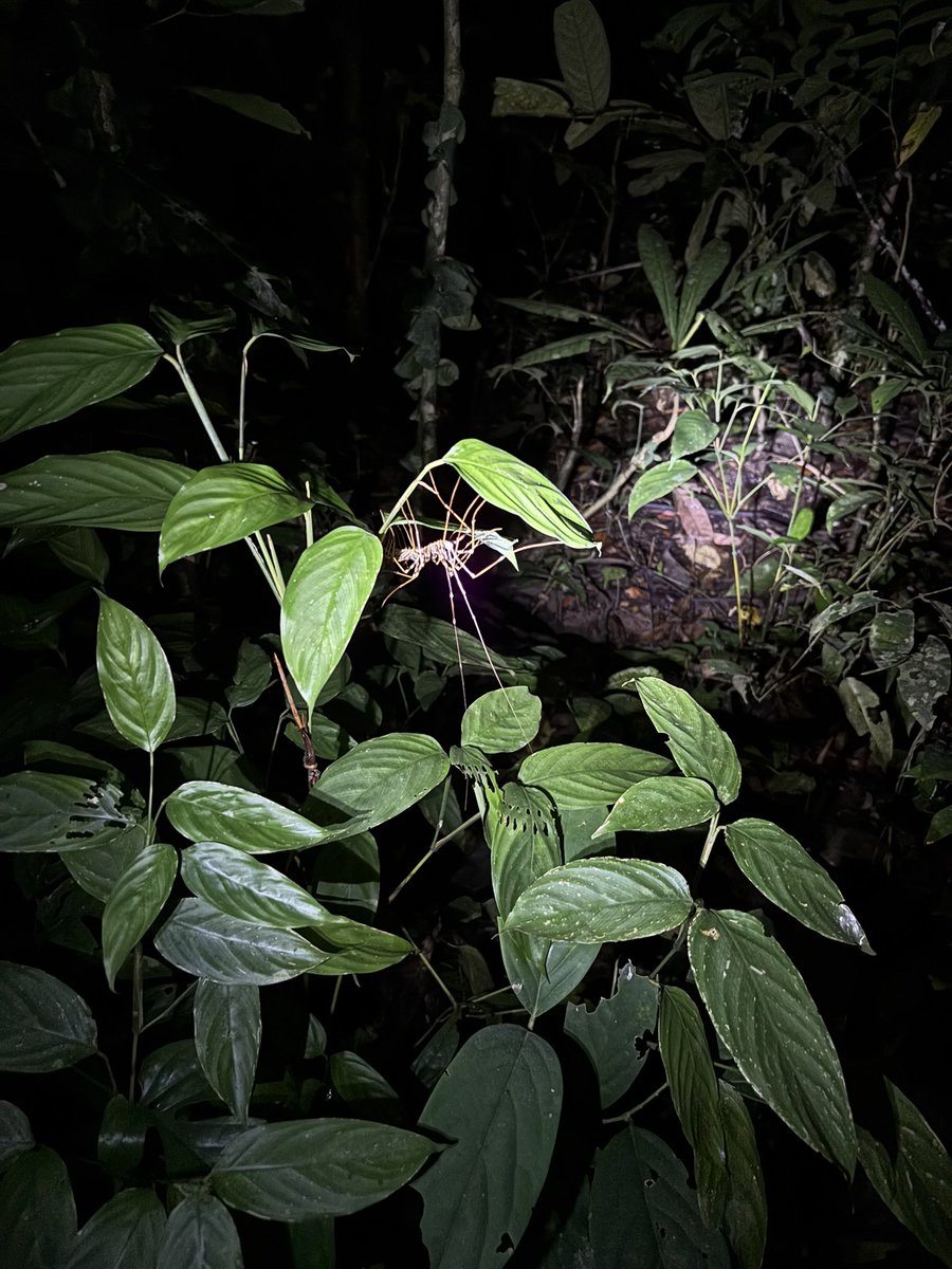 This evening to went on a night walk through the rainforest and saw some incredible wildlife 🐸 Thanks KOPEL and @TAEXPEDITIONS for making this happen 🙌 <a href="/RGS_News/">RGS News</a>