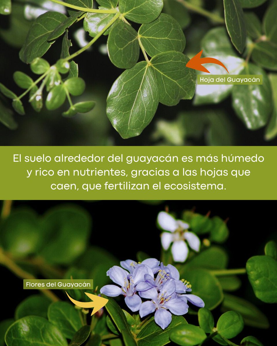 provita_ong's tweet image. 🌳✨ ¡Conoce el hermoso Guayacán! Su nombre científico es Guayacan officinale y es el árbol emblemático del estado Nueva Esparta.
Además, ¡es el hogar de nuestra querida Cotorra Margariteña! 🦜💚 Pero ojo, también es una especie en peligro de extinción.
Desde Provita, estamos…