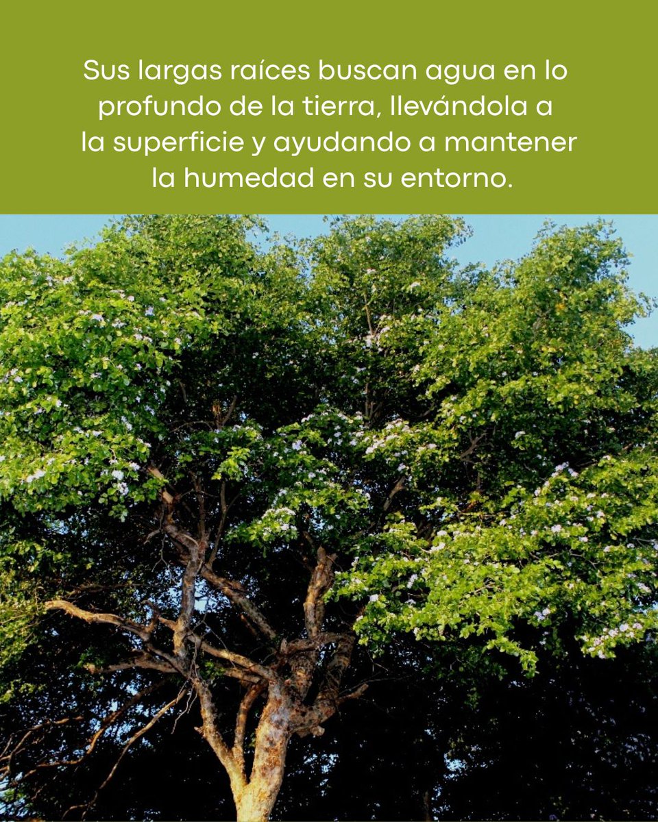 provita_ong's tweet image. 🌳✨ ¡Conoce el hermoso Guayacán! Su nombre científico es Guayacan officinale y es el árbol emblemático del estado Nueva Esparta.
Además, ¡es el hogar de nuestra querida Cotorra Margariteña! 🦜💚 Pero ojo, también es una especie en peligro de extinción.
Desde Provita, estamos…