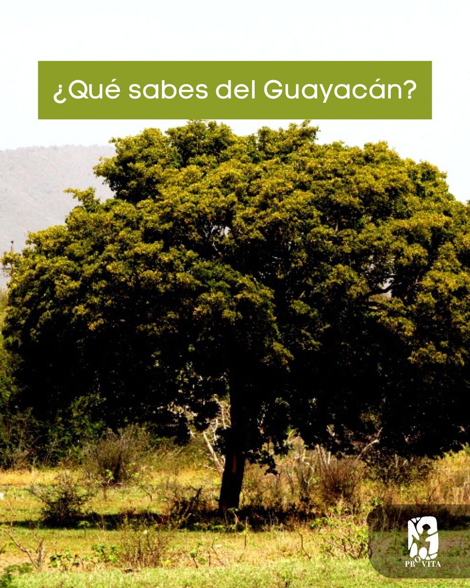 provita_ong's tweet image. 🌳✨ ¡Conoce el hermoso Guayacán! Su nombre científico es Guayacan officinale y es el árbol emblemático del estado Nueva Esparta.
Además, ¡es el hogar de nuestra querida Cotorra Margariteña! 🦜💚 Pero ojo, también es una especie en peligro de extinción.
Desde Provita, estamos…