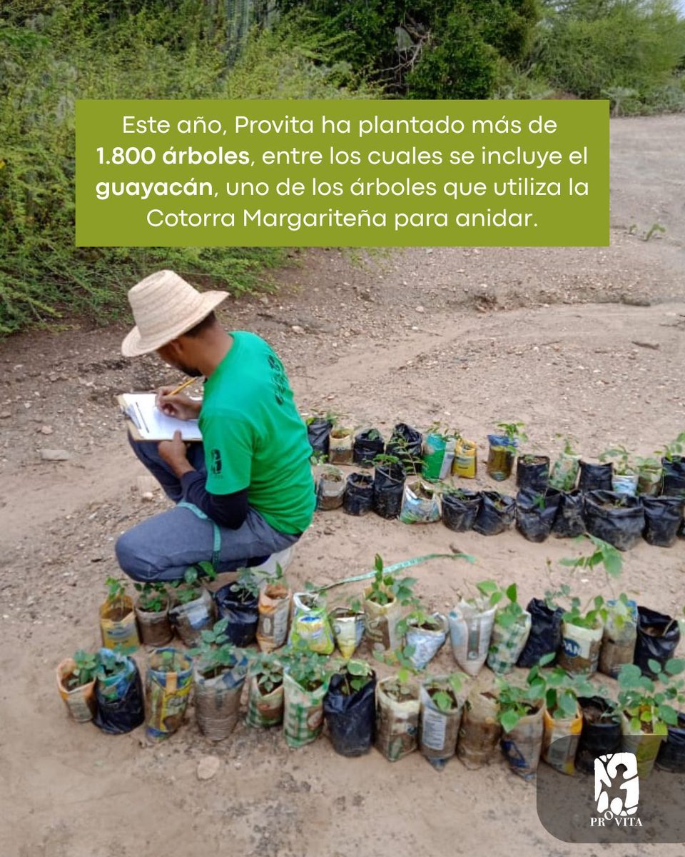provita_ong's tweet image. 🌳✨ ¡Conoce el hermoso Guayacán! Su nombre científico es Guayacan officinale y es el árbol emblemático del estado Nueva Esparta.
Además, ¡es el hogar de nuestra querida Cotorra Margariteña! 🦜💚 Pero ojo, también es una especie en peligro de extinción.
Desde Provita, estamos…