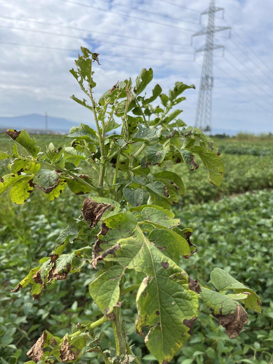 RobertFinger1's tweet image. We had a great visit today at Agroscope Changins as part of the AECP group retreat.

Thank you for the excellent overview and the valuable insights into various research projects related to plant protection and more

Many thanks to Alain Gaume and entire team for welcoming us!