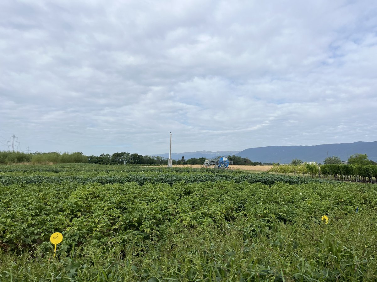 RobertFinger1's tweet image. We had a great visit today at Agroscope Changins as part of the AECP group retreat.

Thank you for the excellent overview and the valuable insights into various research projects related to plant protection and more

Many thanks to Alain Gaume and entire team for welcoming us!