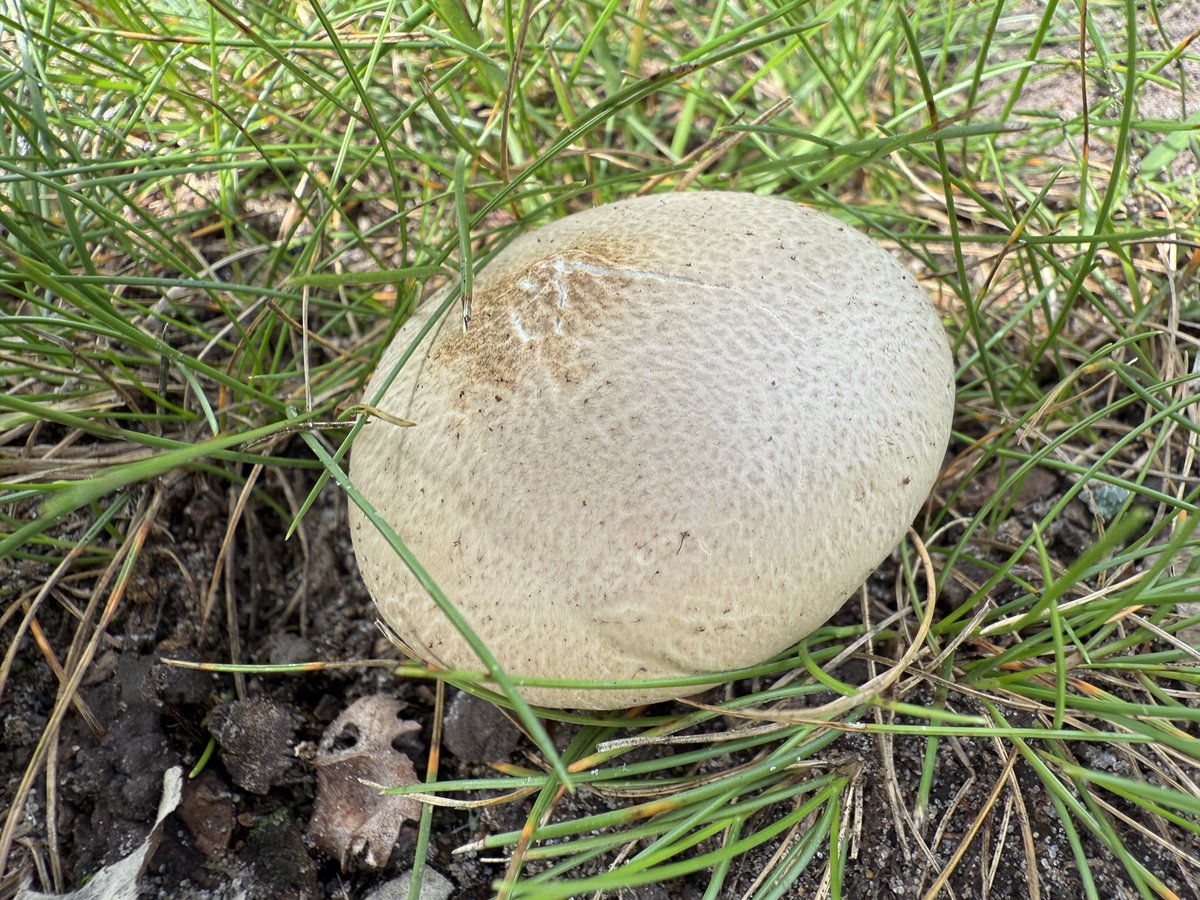 Prymalfury tweet media